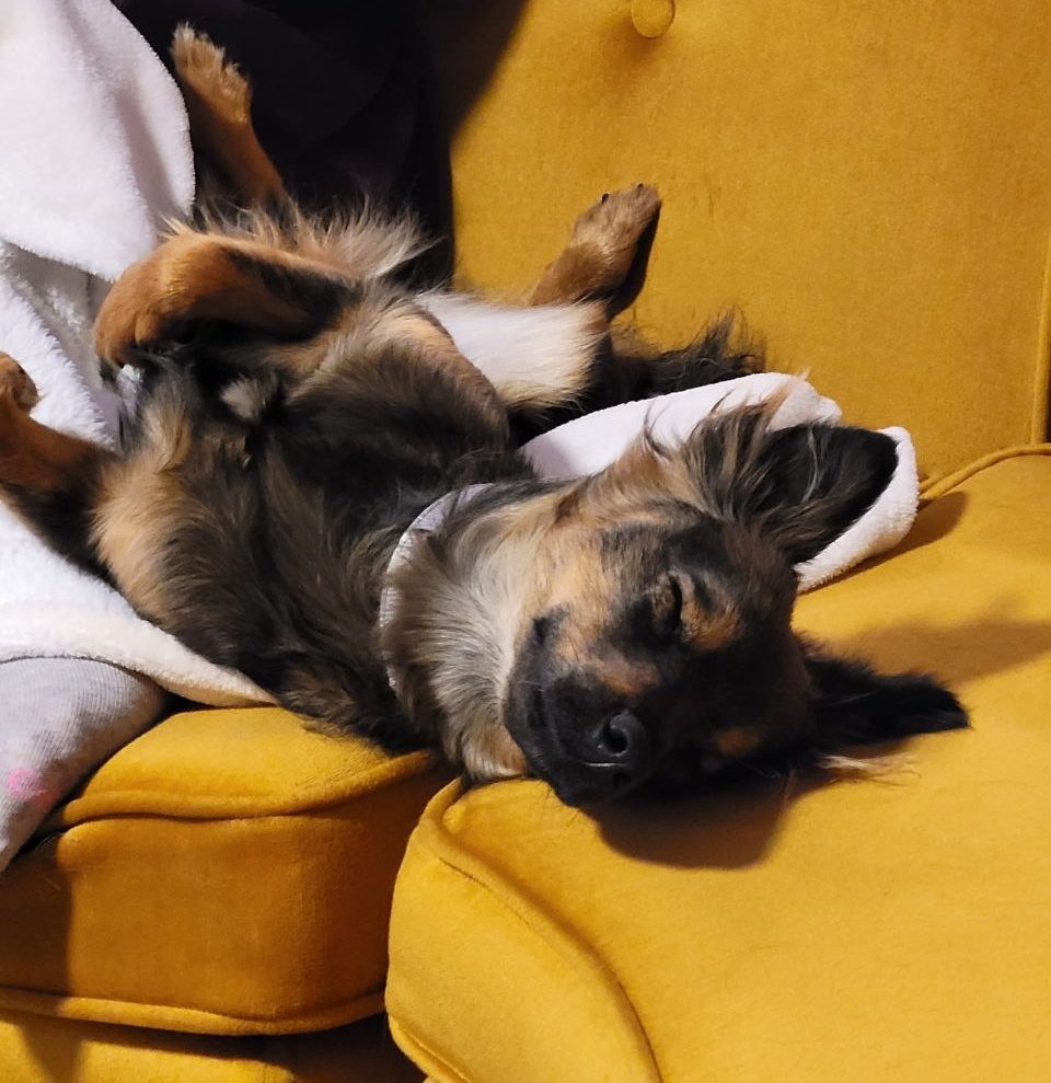 ChelseaPCross's tweet image. Wow these dogs are perfect in every way.