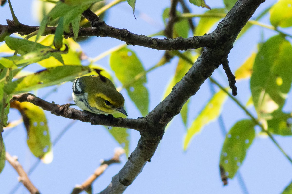 Some cool homies from last few days ❤️
1) Eastern Wood Pewee
2) Common Yellowthroat 
3) Black-and-White (“The Peoples”) Warbler
4) Black-throated Green Warbler 
#BlackInNature