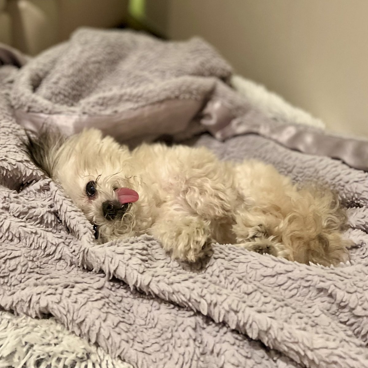 NorbertDog's tweet photo. about last night… https://t.co/Pk6DIe9Kpm
