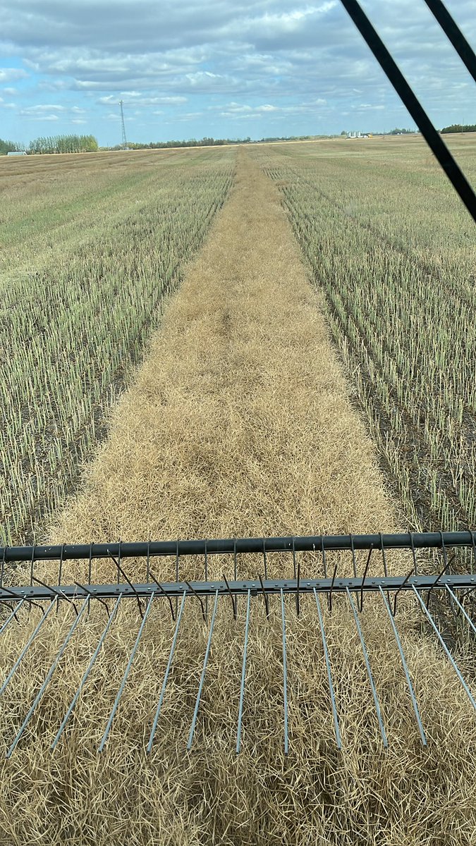 DarcyFriesen65's tweet image. Last field. Material here for twice the bushels that we are getting. #neededrain #harvest22 also didn’t need the hail in July.