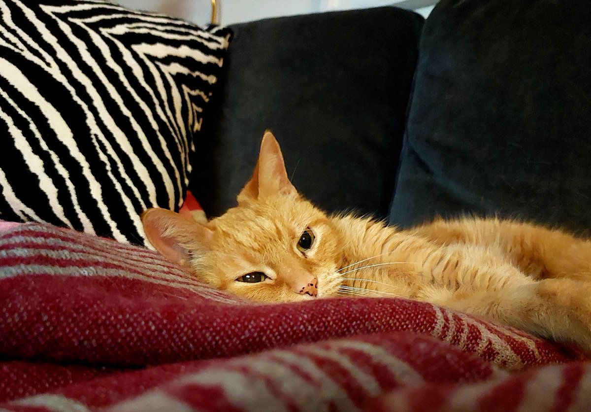 PaavotheCat tweet media