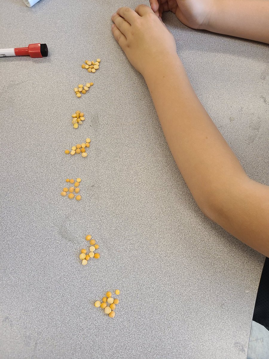 We're still exploring number sense from 1 to 1000. Third graders were tasked with counting large quantities of beans today.  They very quickly realized it could be made easier with skip counting! #edchat