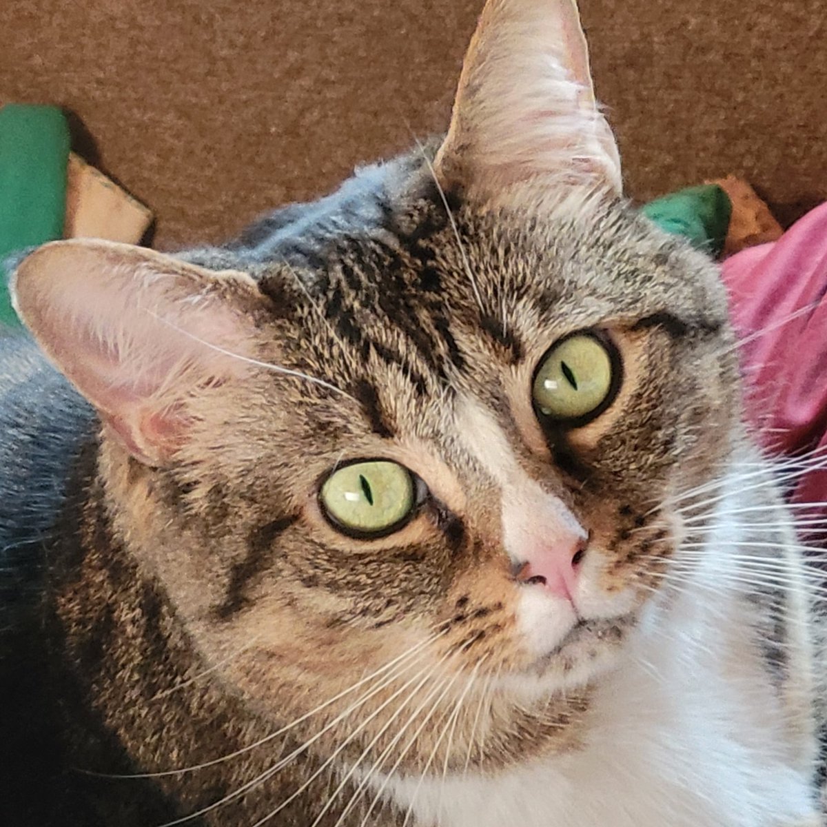 MikaTheCat (@AnonyKatt) / Posts / X