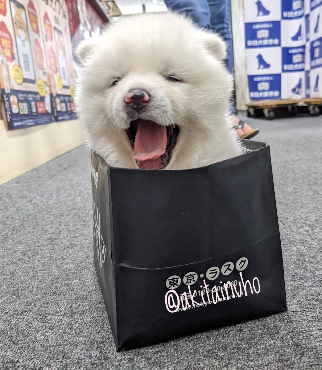 akitainuho's tweet photo. おはようございもふฅ•ﻌ•ฅ https://t.co/vwE661yLRN