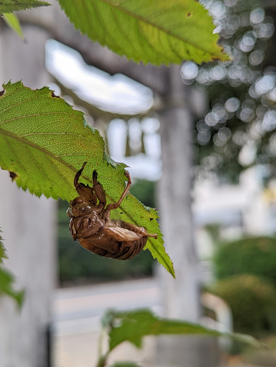 _EighthNote's tweet photo. 神社のセミの抜け殻、一ヶ月たっても残っている。
#セミの抜け殻 #cicadashell #Pixel6pro https://t.co/HoBsfhyyqu
