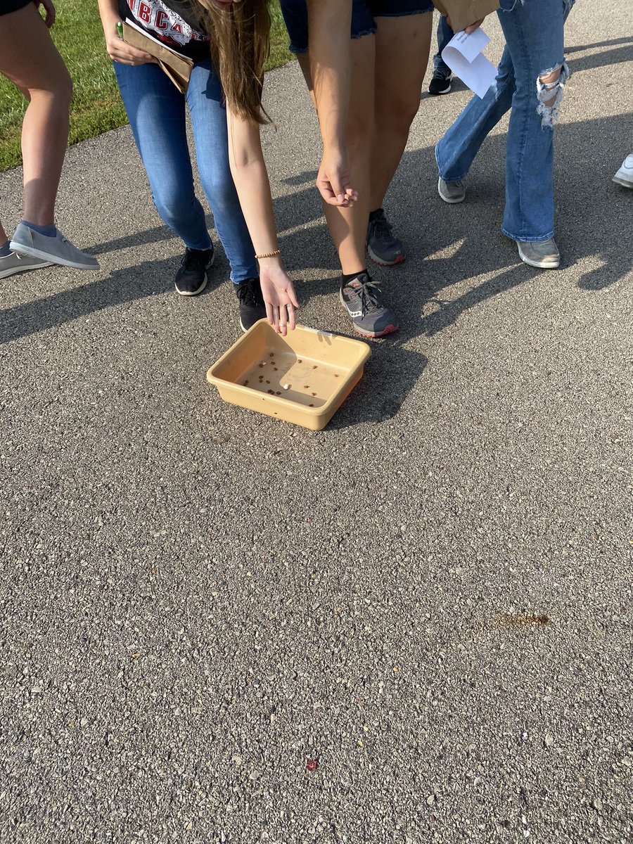 wdhsbowles's tweet photo. #wdbobcats studying food chain relationships. Focusing on the energy moving through the systems! #alwayslearning #wheredoestheenergygo #environmentalscience https://t.co/9gN4enqa4E