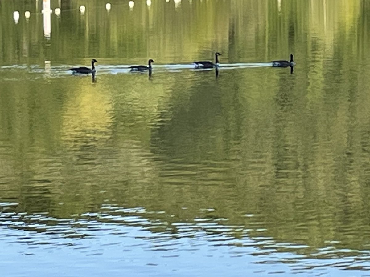 Late afternoon walk getting in steps for the #MunroStepChallenge with <a href="/MyPeakChallenge/">My Peak Challenge</a> <a href="/nepeakers/">Northeast Peakers 🍁❄️🌷🌳🇺🇸</a>