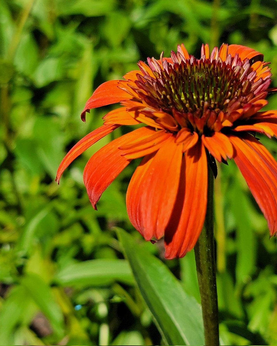 SamHuilman's tweet photo. I visited a botanical garden out in WI earlier this summer; it was such a calm beautiful place. https://t.co/WziTmkvTJQ