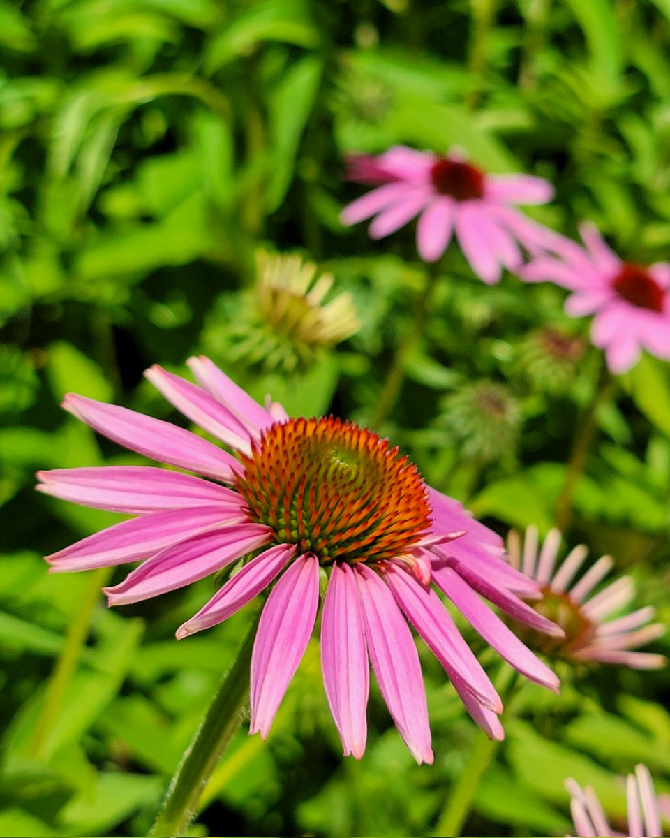 SamHuilman's tweet photo. I visited a botanical garden out in WI earlier this summer; it was such a calm beautiful place. https://t.co/WziTmkvTJQ