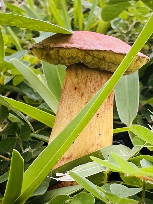 Here&rsquo;s some mushroom art since my yard is wild rn 🤣🍄 https://t.co/1pMCbbBleD