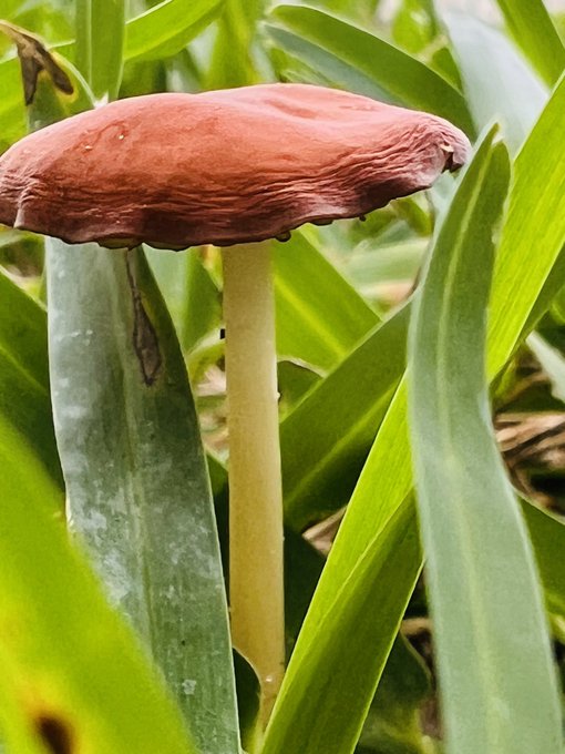 Here&rsquo;s some mushroom art since my yard is wild rn 🤣🍄 https://t.co/1pMCbbBleD