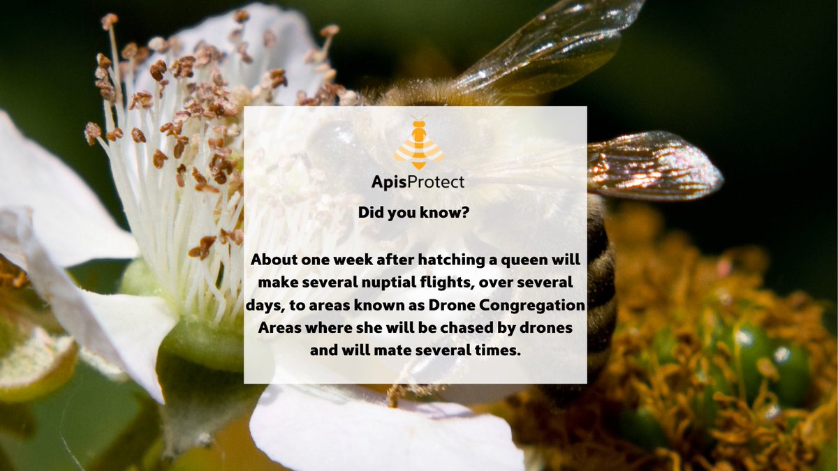 Fact of the day 🍯🐝

About one week after hatching a queen will make several nuptial flights, over several days, to areas known as Drone Congregation Areas where she will be chased by drones and will mate several times 🐝

#NationalhoneymonthUSA #NationalHoneyMonth