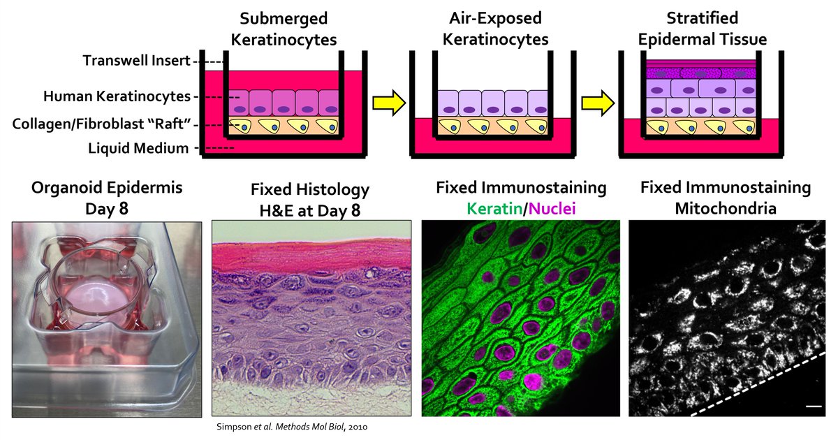SimpsonLabUW's tweet photo. We are #hiring! Excited to #recruit a #postdoc research fellow to work w/us @DermatologyUW @UWMedicine. Our lab is located @ the lovely #SouthLakeUnion campus in #Seattle, where we benefit from amazing resources &amp; collab opportunities w/@UWISCRM. Join us! https://t.co/zdNwZIgffx https://t.co/J0uoImrJWE