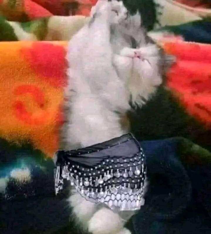 egymeme11's tweet photo. لما تتجوزي ويقولك لما انتي مبتعرفيش تطبخي ولا تغسلي اومال بتعرفي تعملي ايه.! 
انتي: https://t.co/hC1t2ewO4L