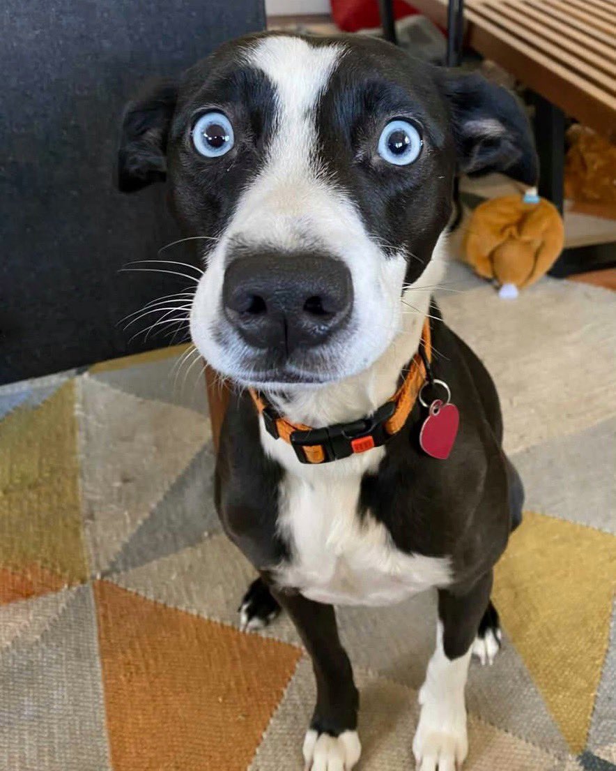 Isabel @ Tween 2 Teen Book Reviews on Twitter: "RT @dog_rates: This is