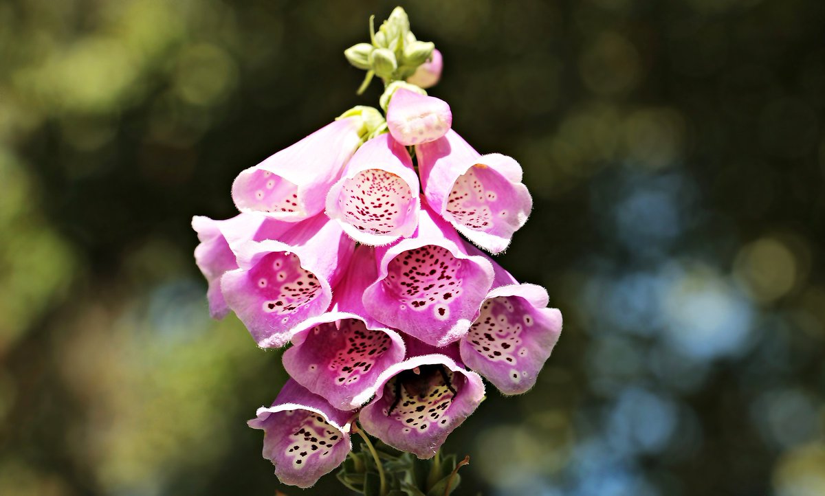 Asia_th54's tweet photo. Toxicity when you take a look at this plant you may think it's pretty in a very interesting way right? So when you pretty or handsome people you first see the outside Before you even take the chance to really get  2 K, Them The plant you see is Foxglove poisonous so Take Ur Time! https://t.co/kWPXaQVEV8