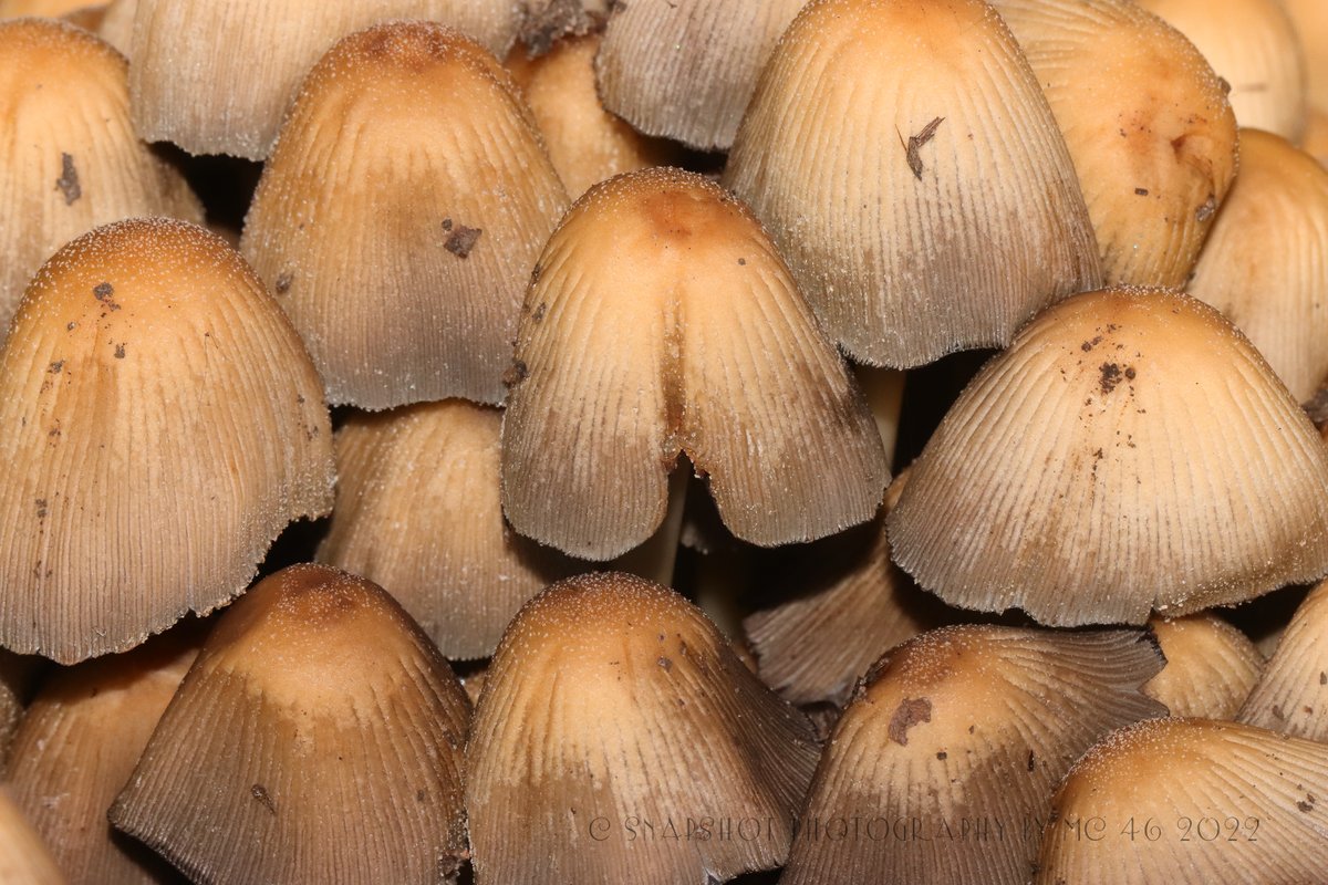 KaptainCosgrove's tweet photo. " More To Sefton Park Than Just The Palm House..."
@ILoveSeftonPark
 @LiverpoolParks
 @The_Palmhouse
 #Mushroom #Fungi #Coprinellusmicaceus
#Macrolepiotaprocera #notmuchroominthere #Opentocorrection https://t.co/MD6YyRSQG6