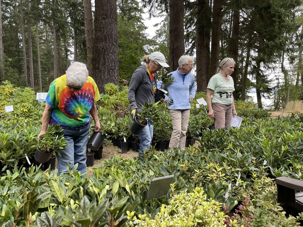 Big shipment of rhododendrons today as we stock up for our Fall Plant Sale on October 8.