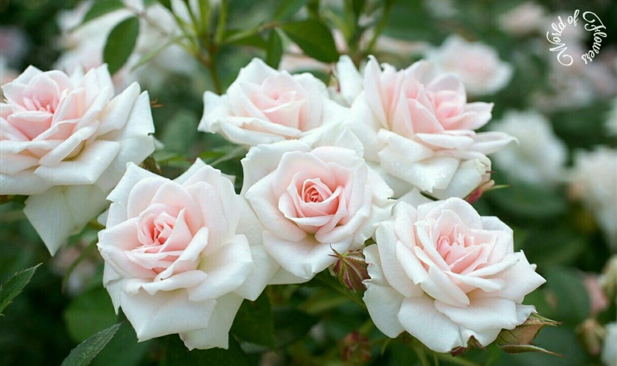 Thank you for everything you've done.