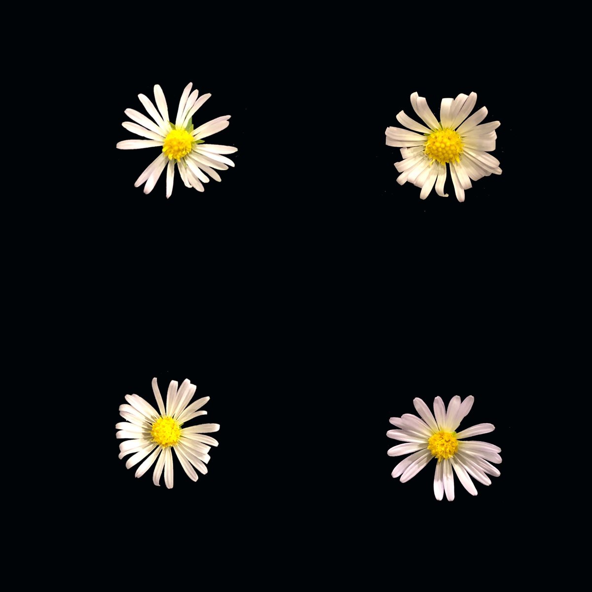 Four little flowers