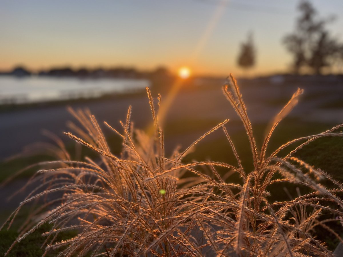 SimplySuzy's tweet photo. I took about 24 shots of this #sunset view. Now I have 24 sunspots in my field of vision. 😂
I am not the brightest bulb on the beach, but I’m happy with the results.
My favorite season is #FootballSeason. Yours?
#HappinessComesInWaves at #PostcardPoint https://t.co/eNw86hAi28