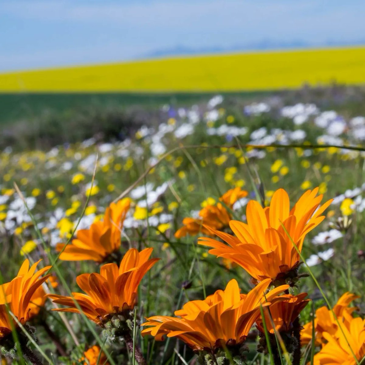 It's officially day one of the Darling Wildflower Show &amp; Plant Fair 🎉.

Here’s where you need to be this weekend:
🌻 Darling Wildflower Show &amp; Plant Fair
🌻 Darling Brew Market
🌻 Annual Orchid Fair
🌻 Darling Artists Exhibition

From today to Sunday.  #HelloDarlingZA