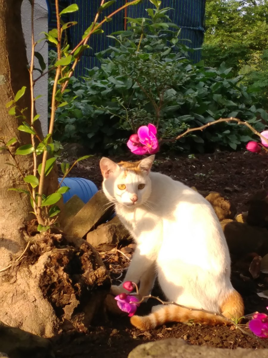 silu__silu's tweet photo. 홍보를 위해 재업로드  합니다

🐱RT 세 분  추첨하여  스티커를  보내드립니다🐱
  
올무에  걸린 길냥이  시루의 수술비를 위해 굿즈를 판매합니다. 
수술 후 남은 수익금은 동물단체에 기부합니다. 잘  부탁드립니다.

시루이야기: https://t.co/gXPXZDCZY0

굿즈 구매: https://t.co/836Jusqyf8 https://t.co/vTGZxF0ZE1