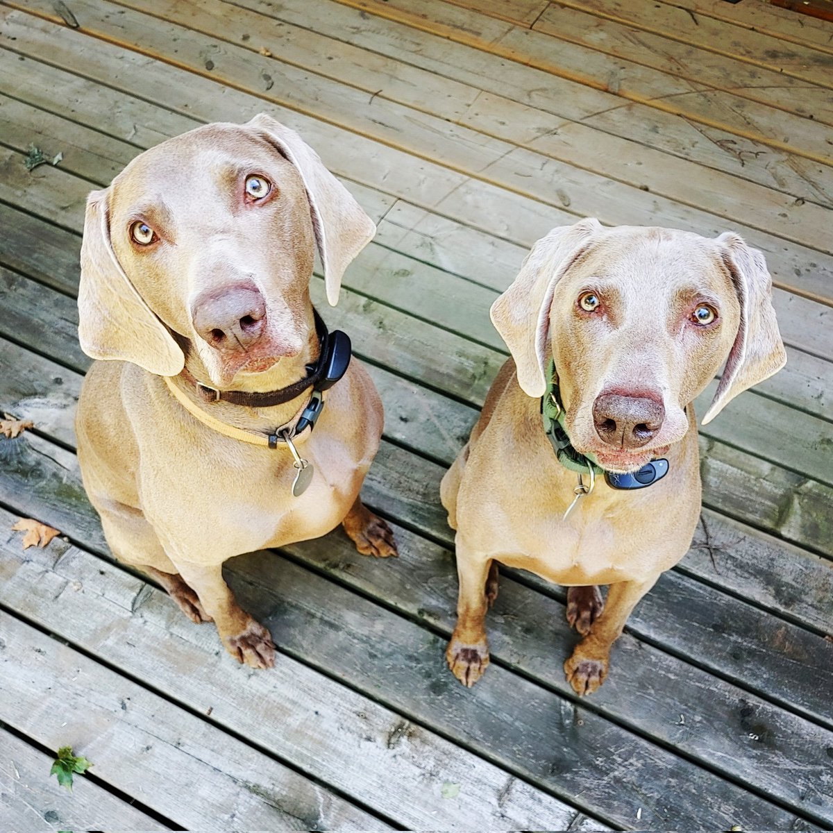 anneandarthur's tweet photo. Vous vous demandez s'il y a quelque chose de mieux qu'un Weimaraner? C'est facile: Deux Weimaraners! Dans ce cas-ci, les frères Walter et Wilson. / What's better than a Weimaraner, you ask? That's simple: Two Weimaraners! In this case, brothers Walter and Wilson. 🐶😊 #Weimaraner https://t.co/PG1kooHru1