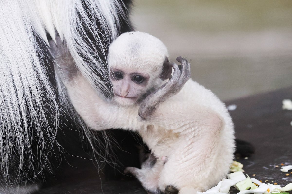 Live Zoo In あさひやま on Twitter