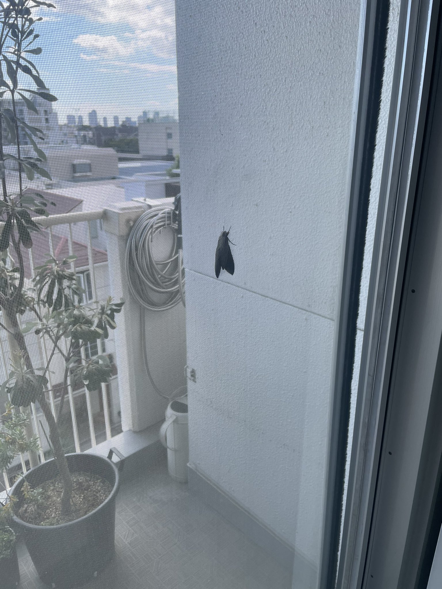 おうじ Oujimiyahara Twitter