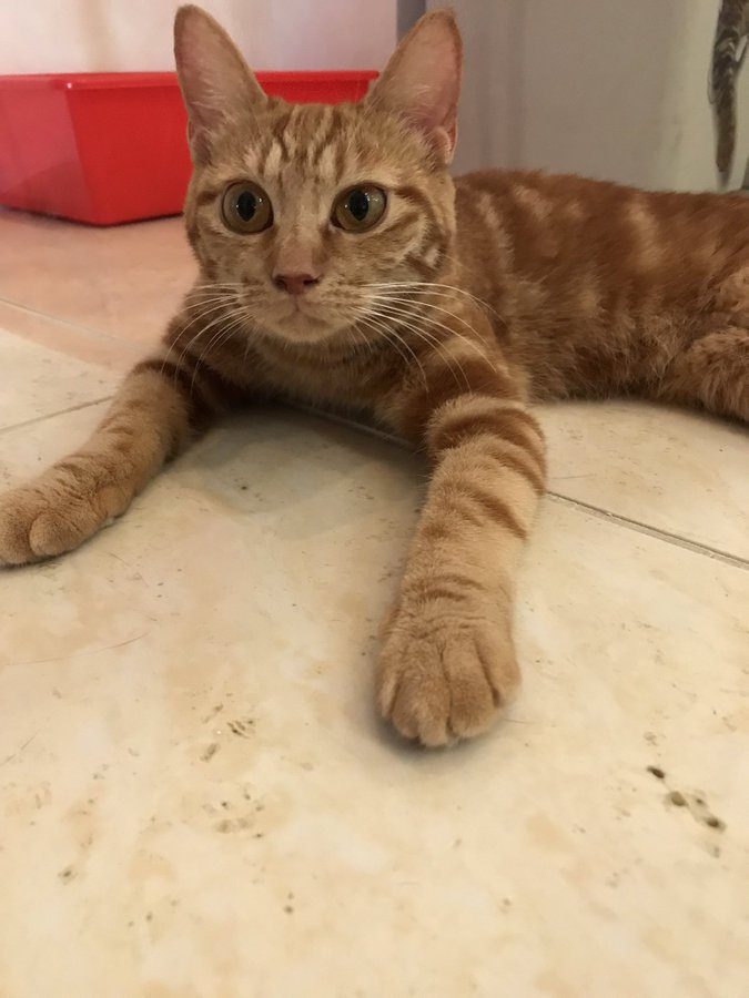 ねこかふぇ ププミニョン ヨコスカイチバン は横須賀のお店ポータル レストラン グルメ ホテル 海軍カレー ネイビーバーガー 地産地消 横須賀 名物などのショップ情報 不動産やリフォーム美容院などの住まいや生活情報が満載