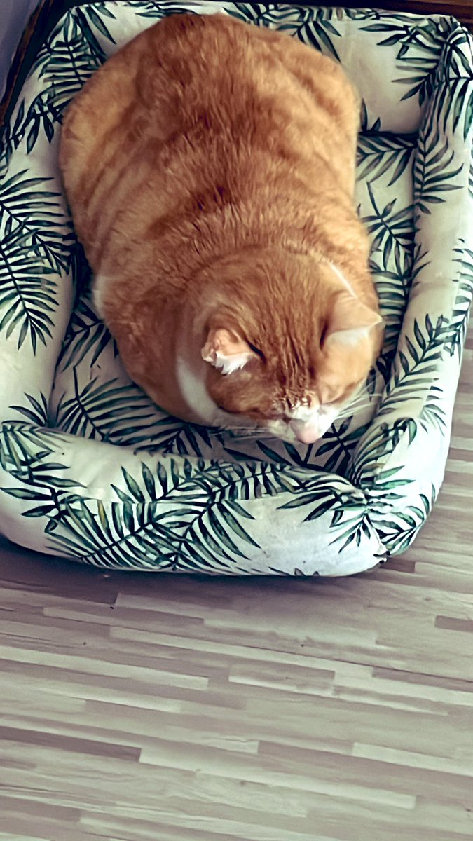 mutico_muu's tweet photo. 今日は猫ちゃんのタマタマを
さよならしてきました。
とても悲しそうに
ウーンウーンっと
不満爆破させながら
尻尾垂れ下がりで
拗ねています😅笑

保護活動をしている方などに
おすすめです。

#ねこのいる暮らし 
#猫好きさんと繋がりたい 
#動物病院 
#岐阜市 
#にじのはしスペイクリニック https://t.co/5kVWTyVK3C