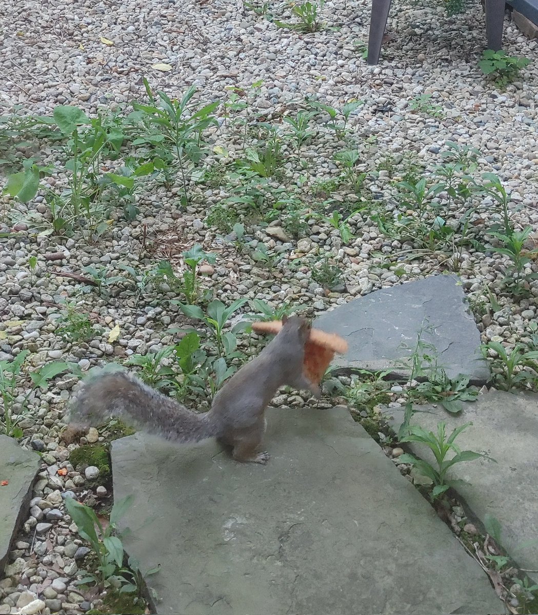 karstenb1987's tweet photo. The squirrel got my pizza! https://t.co/nNKxjkmTnU