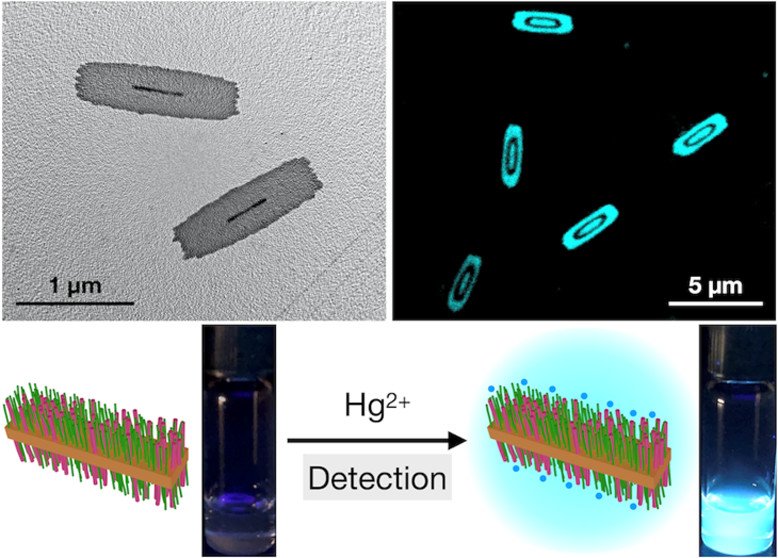 Ian Manners Research Group (@mannersresearch) on Twitter photo Check out Lei's (<a href="/ShixingLei/">Shixing Lei</a>) paper in <a href="/J_A_C_S/">J. Am. Chem. Soc.</a> on AIE-active, stimuli-responsive fluorescent 2D block copolymer nanoplatelets in collaboration with Jia, Yuetong (<a href="/YuetongK/">Yuetong Kang</a>), and Yifan!
doi.org/10.1021/jacs.2… Check out Lei's (<a href="/ShixingLei/">Shixing Lei</a>) paper in <a href="/J_A_C_S/">J. Am. Chem. Soc.</a> on AIE-active, stimuli-responsive fluorescent 2D block copolymer nanoplatelets in collaboration with Jia, Yuetong (<a href="/YuetongK/">Yuetong Kang</a>), and Yifan!
doi.org/10.1021/jacs.2…