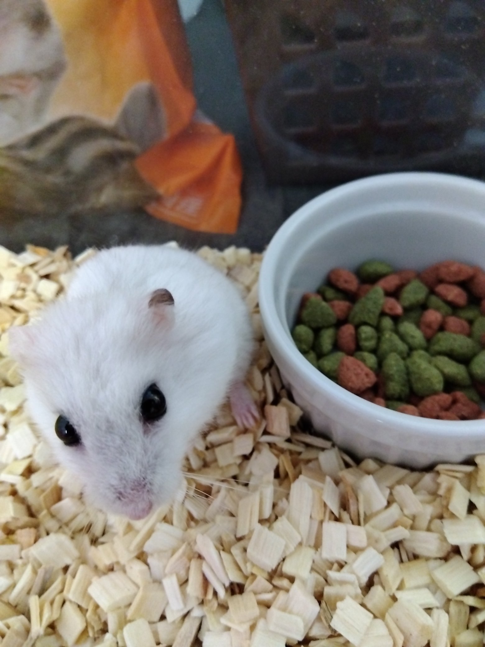 白いハムスター Twitter Search Twitter