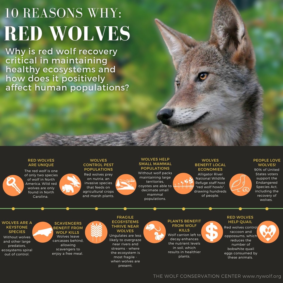 nywolforg's tweet photo. Ten reasons why red wolves are essential. 🐺
#RedWolfWeek https://t.co/r3PUtINleN