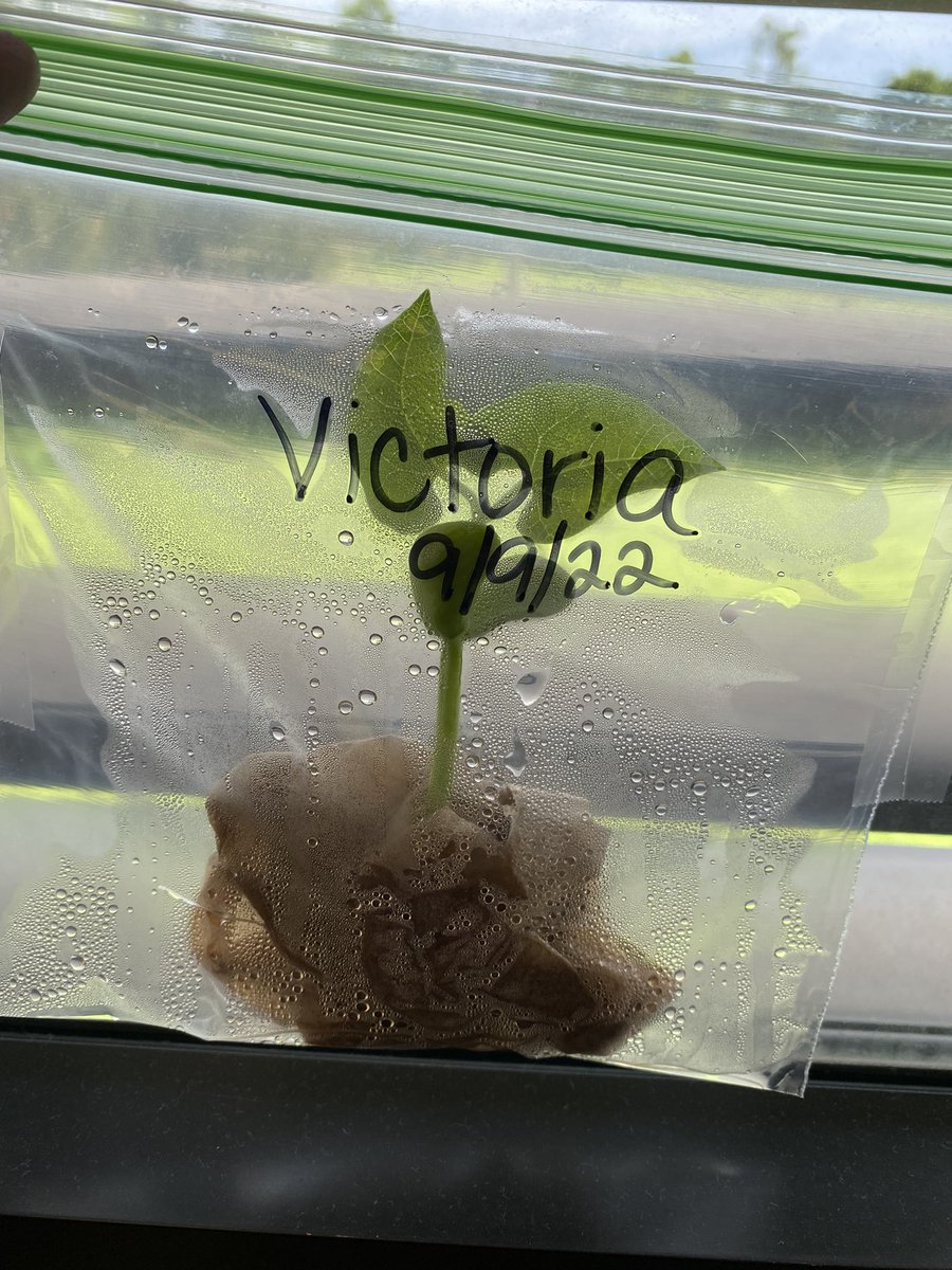 leithteach's tweet photo. Our beans sprouted! @ParksideProud @mrwarescience https://t.co/SsbpH4lvD9