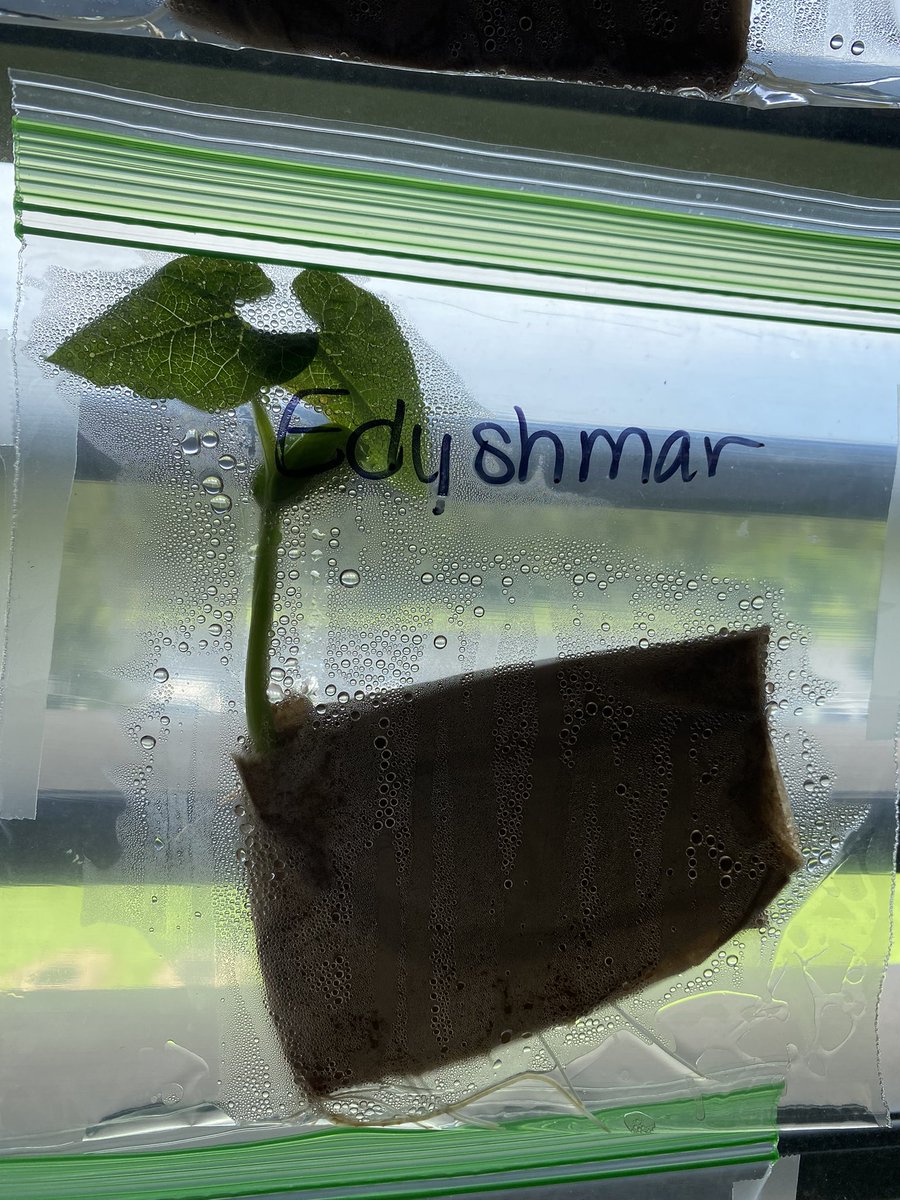 leithteach's tweet photo. Our beans sprouted! @ParksideProud @mrwarescience https://t.co/SsbpH4lvD9