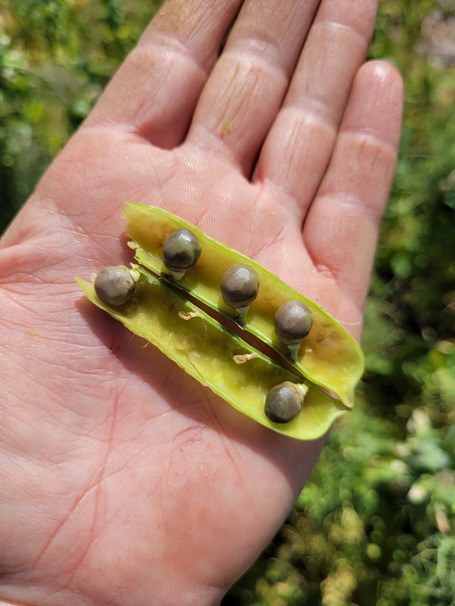 Sarah_Day_'s tweet photo. One cold night in early September enough to decimate developed pods in early flowering #fieldpea PBA Percy that was sown in mid-April near Palmer
#frostedgrain #SARDIscience https://t.co/xPlP4b9SbP