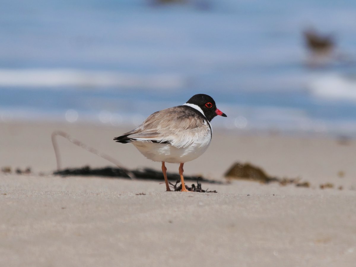 EPLandscapeSA's tweet photo. It’s #PloverAppreciationDay &amp; we have some great news… the results of the last Hooded Plover breeding season are official &amp; we had more than triple the number of fledged chicks compared to the previous season! That’s 23 chicks who reached fledgling age on #eyrepeninsula. 
🧵1/3 https://t.co/77xDSkI2Rz