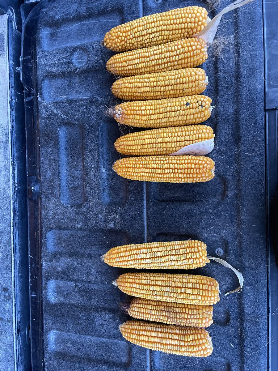#DKC65-95 doing #65-95 things. Wont always be the biggest ear but they will all be large and consistent throughout the field. 95 on right Comp on left #Bayer4IL @DKAS_WCIL