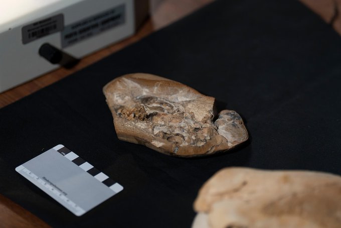 Hallan en Australia el corazón fósil más antiguo que revela pistas sobre la  evolución de los vertebrados | Ciencia y Ecología | DW | 16.09.2022
