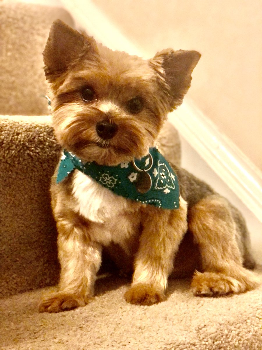 LacrosseBailey's tweet photo. Haircut Day! https://t.co/g5Ygsh2C3x