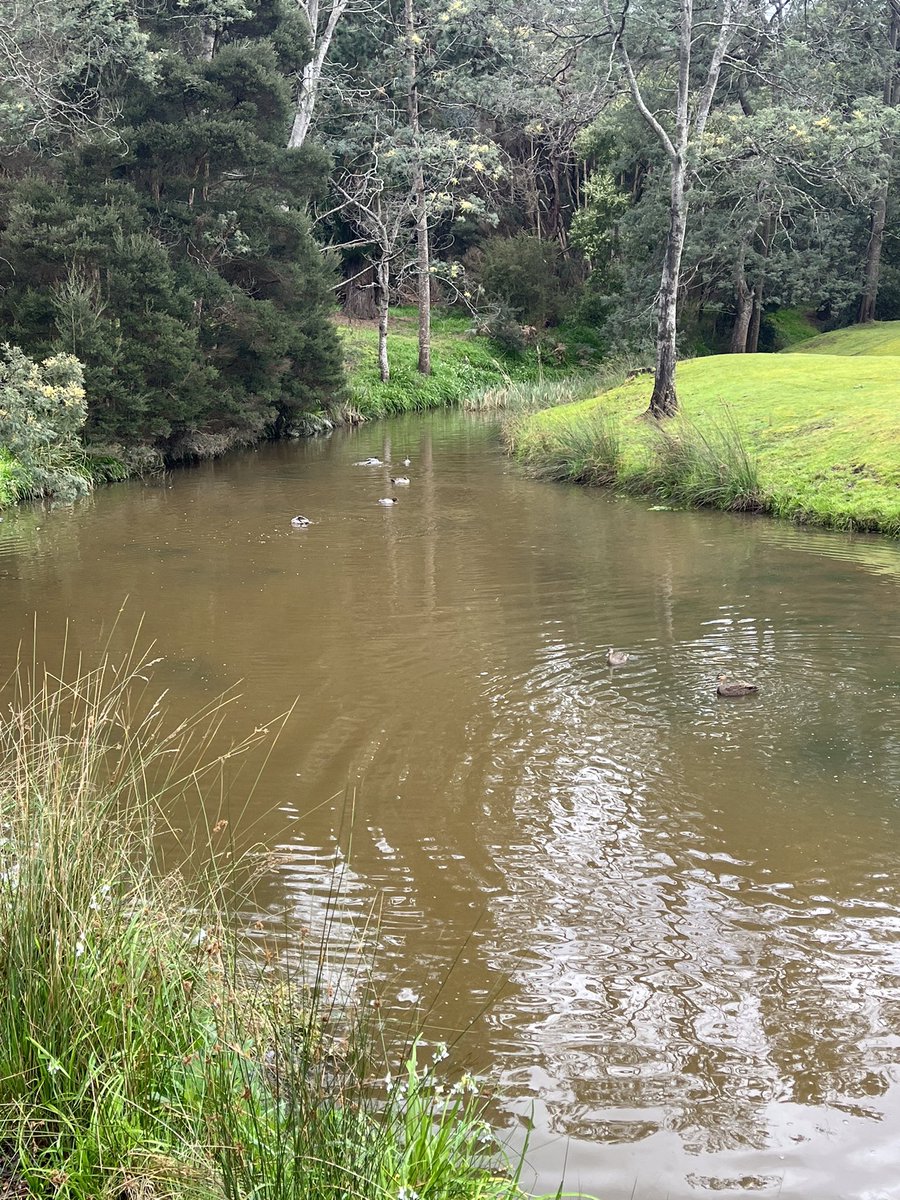 JudithClarke54's tweet photo. Glad todays forecast of rain wasnβt here this morning got out for an easy run around town. Quite warm & dry so I said hello the ducks on Kings Creek and enjoyed some of the new blossom thats emerging around the streets
#lookingforwardtotheweekend #outandabout #runningisfun https://t.co/IrEXpHq9bt