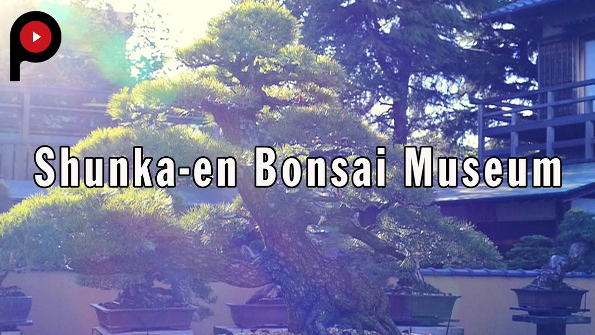 Travel21JPN's tweet photo. 【The Million Dollar Bonsai / Shunka-en】
"The Museum was built with the ambition to spread Japanese culture, especially Bonsai in a new way to the rest of the world."
[Travel Japan: Selected Videos 1665]
#Bonsai #ShunkaEn #盆栽 #春花園

《Video (1:52)》https://t.co/zVXq4x0XsN https://t.co/GH8abWpxfW