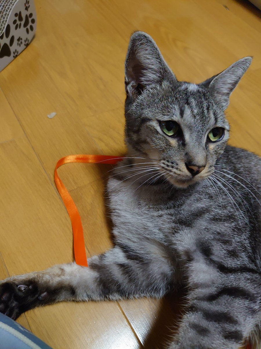 sorababa67's tweet photo. 猫保護しました。
探してる飼い主さんいませんか？頭がハゲてる1～2才くらいの男の子です。北九州市小倉 https://t.co/61MQB6Ue5S