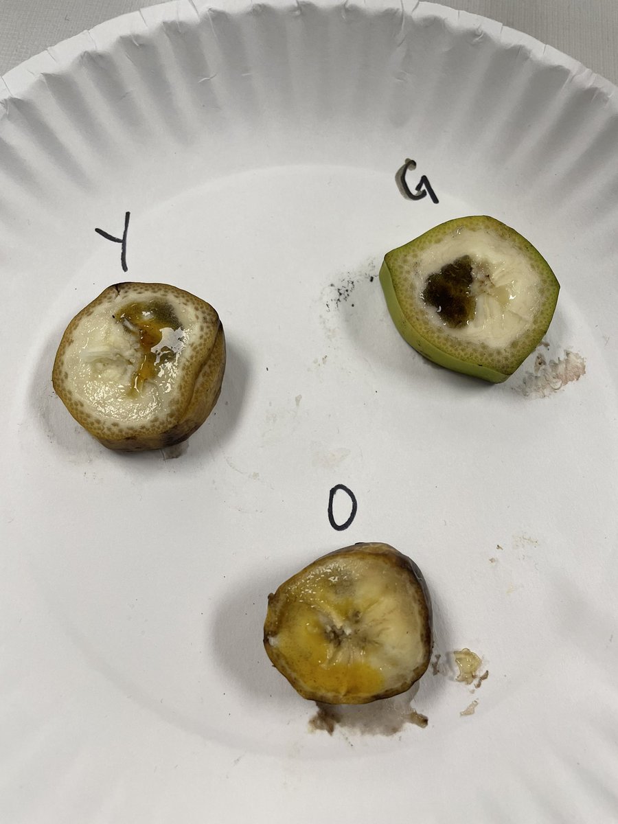 We got hands on today in <a href="/WarriorBioAP/">Keilah Todeschini</a> with pipettes, microscopes, and bananas! It’s great to see students excited doing science <a href="/SecScienceKISD/">Tina Hovance</a> <a href="/JhsWarriors/">Jordan High School</a> <a href="/katyisd/">Katy ISD</a> #apbio #biomolecules