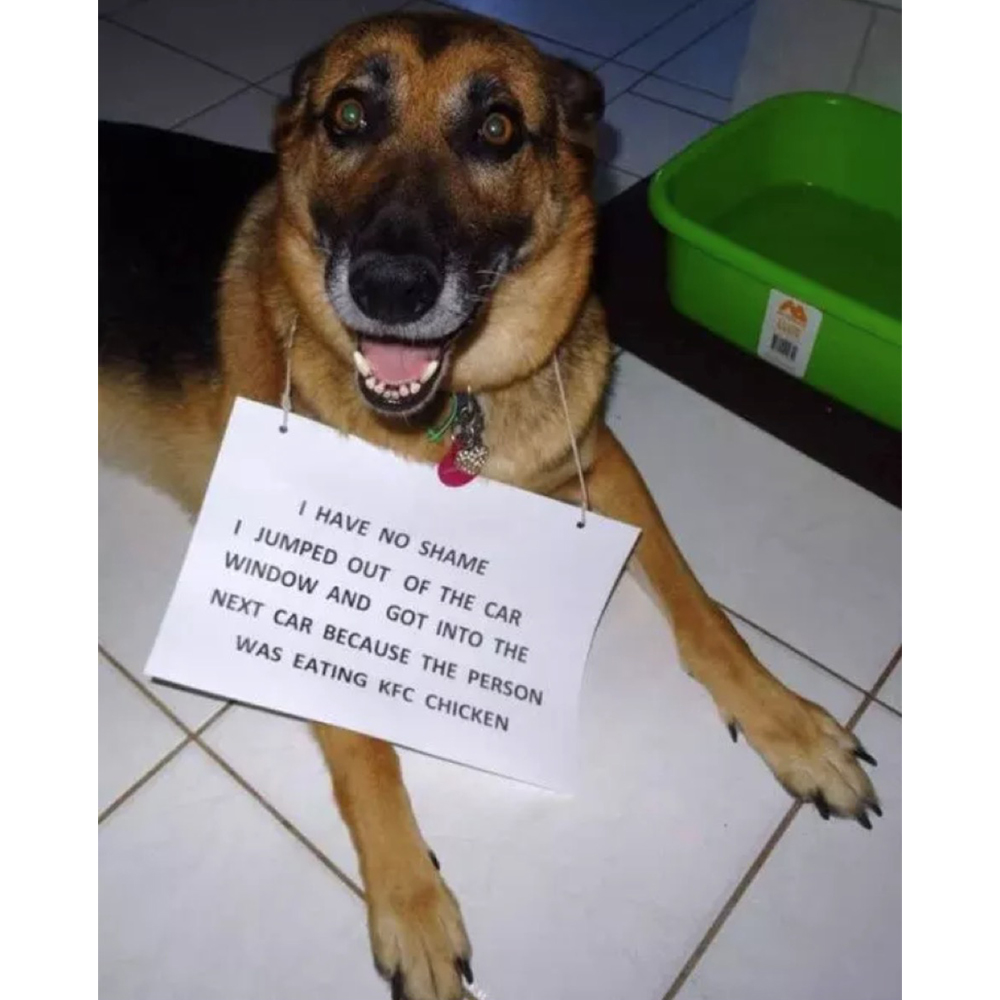 CocktailCritter's tweet photo. I mean.. wouldn't you? 🍗

#puppies #dogmemes #dogs #dachschunddog #dogsofig #memepage #ilovemydog #puppiesofinstagram #dogsofinstagram #adoptdontshop #rescuedogsofinstagram #dogmemeofinsta #dogmemejunkie #kfcchicken #kfclife #givemethechicken #kfcallday https://t.co/DMe7qlP8AT