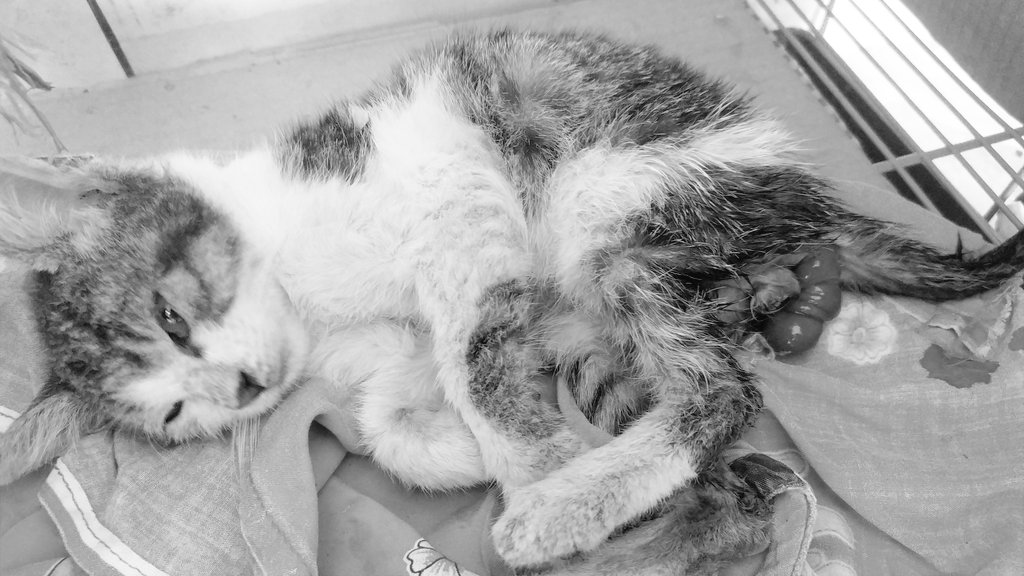 Femaledays's tweet photo. 😸TWITTER PLEASE DO YOUR MAGIC

⚠️LUKA⚠️

Hallo temen-temen aku mau open donasi untuk kucing stray disekitar rumahku dengan keadaan usus besar keluar dari anus. https://t.co/bqrlLoVT8S