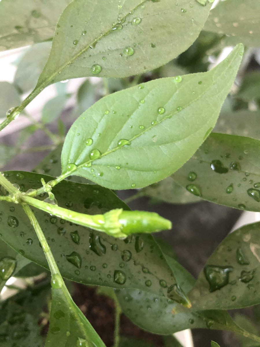 esesem31's tweet photo. Say Hi to my first #SerranoPepper of the season. Please be nice  since it’s the first ever after a lot of flower drop 🥲🥲🥲 https://t.co/c8En5dcTkg